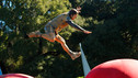 Often while running the Wipeout course, you need a little luck, while other times, you need to take a leap of faith!&nbsp;&nbsp;  We salute the following contestants who took a BIG leap of faith while running the course.  Some succeeded, others did not."Family" - Episode 312&nbsp;Photography by: Jeff Samaripa